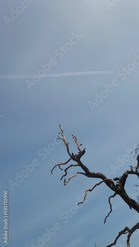 Dead tree against blue sky. Grunge art photo with tree branches and copy space.  photo