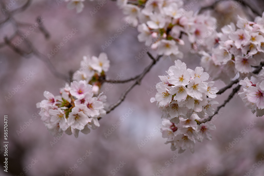 公園の桜 公園の桜