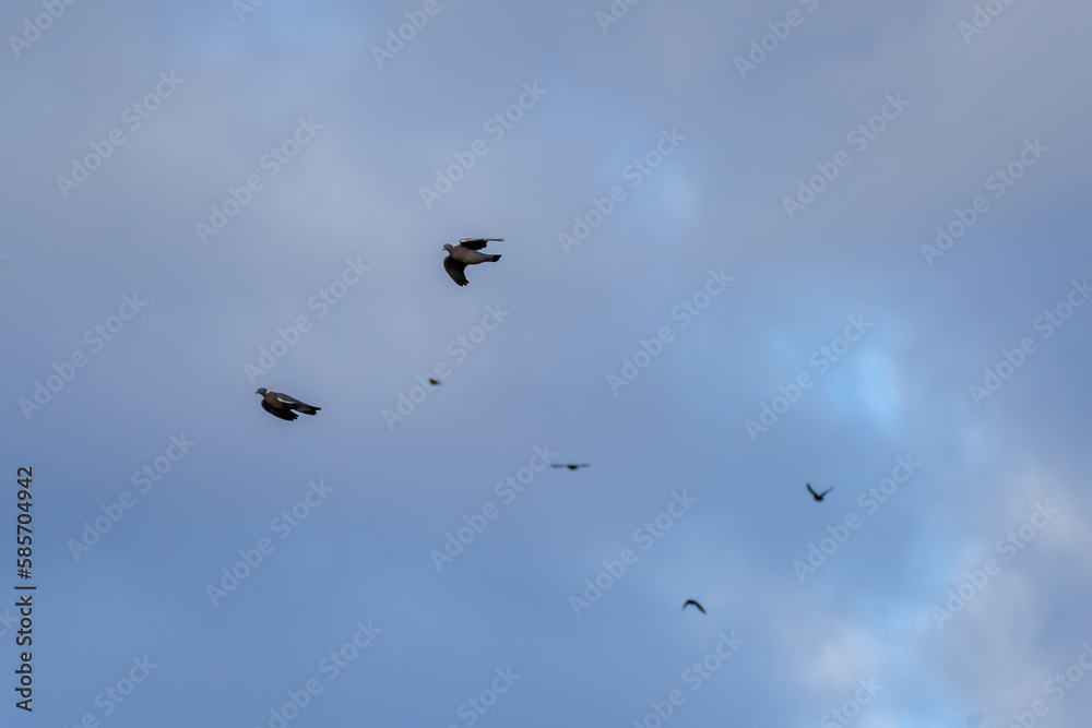 Vultures and birds flying through the blue sky in flocks