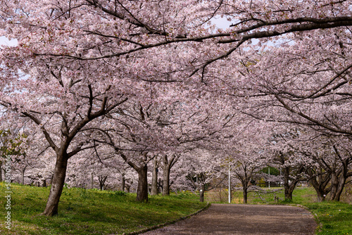 公園の桜並木