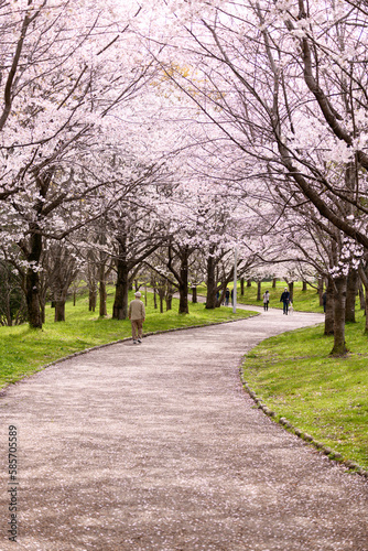 公園の桜並木