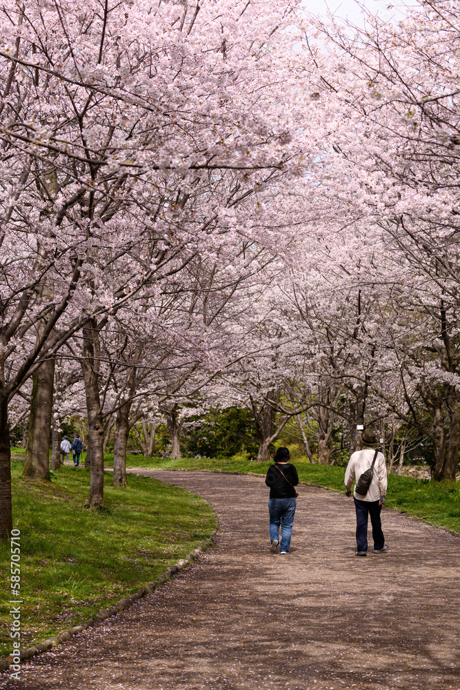 公園の桜並木