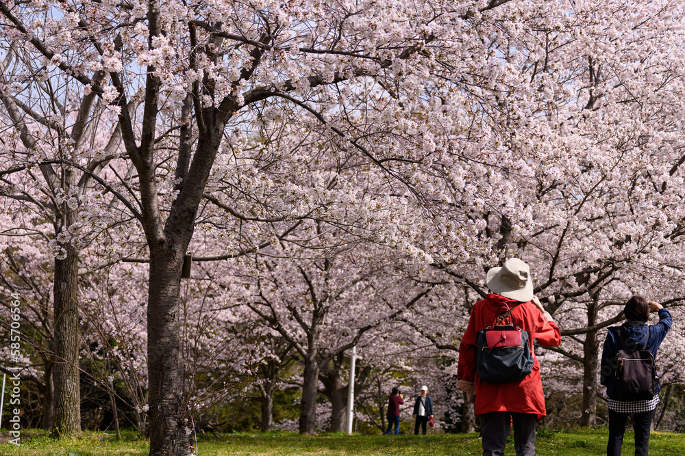 公園の桜並木 公園の桜並木
