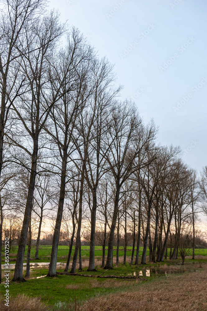 Landscape shot of a tree-lined landscape in east Flanders, belgium Landscape shot of a tree-lined landscape in east Flanders, belgium