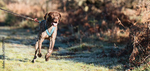 Canicross, bikejoring. German shorthaired pointerdog mushing race, fast  sled dog pulling transport with dog musher, autumn competition in woods, sled dog racing sports championship photo