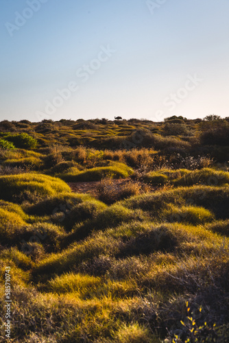Australian bushland against clear blue sunset sky. Drought tolerant plants, shrubs growing in arid climate