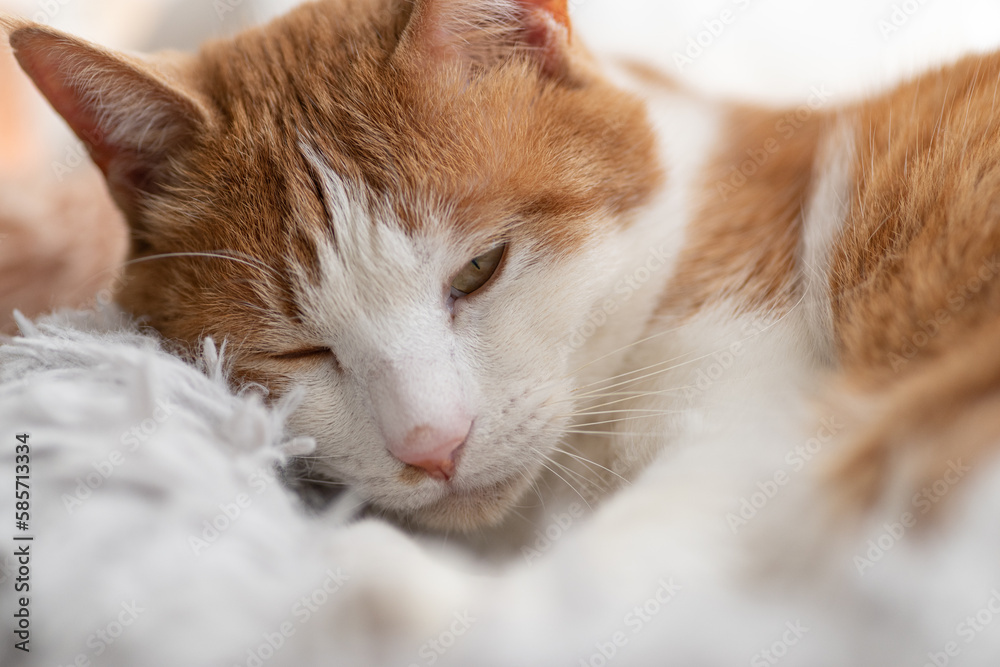 眠る猫 茶トラ白 眠る猫 茶トラ白