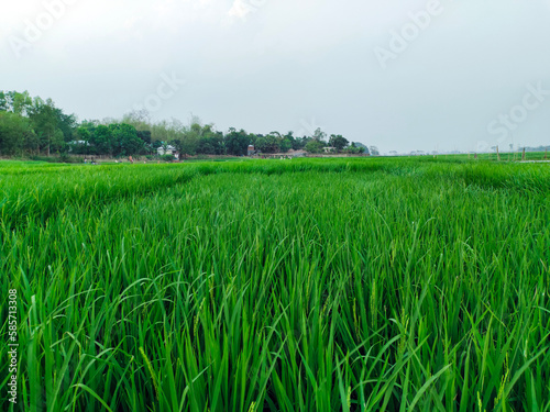 rice field in the summer  paddy field blue sky over the lake  natural view of village farmland  background and wallpaper photo