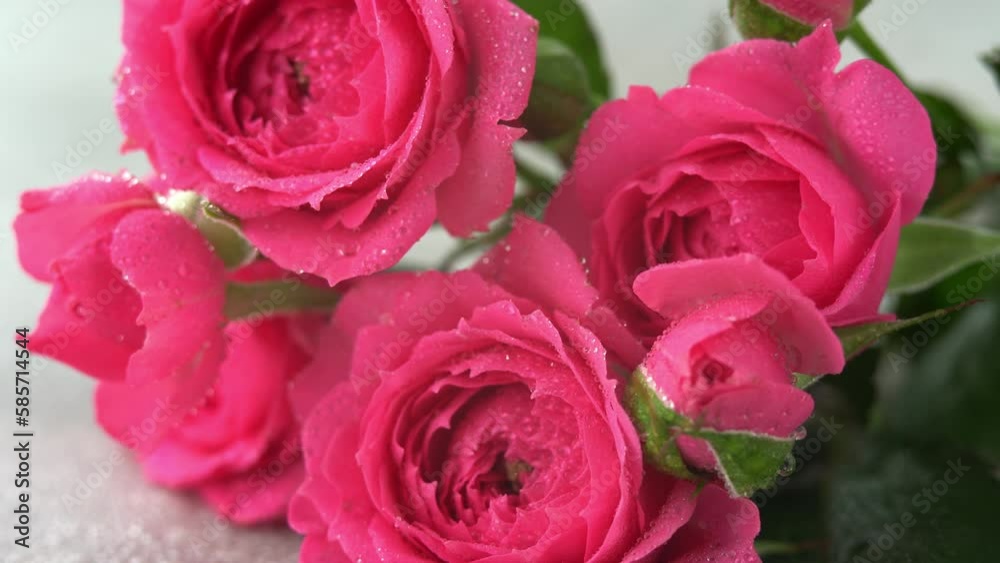 Camera movement on pink rose flower with dew drops. Macro. Flower background. Close up Camera movement on pink rose flower with dew drops. Macro. Flower background. Close up