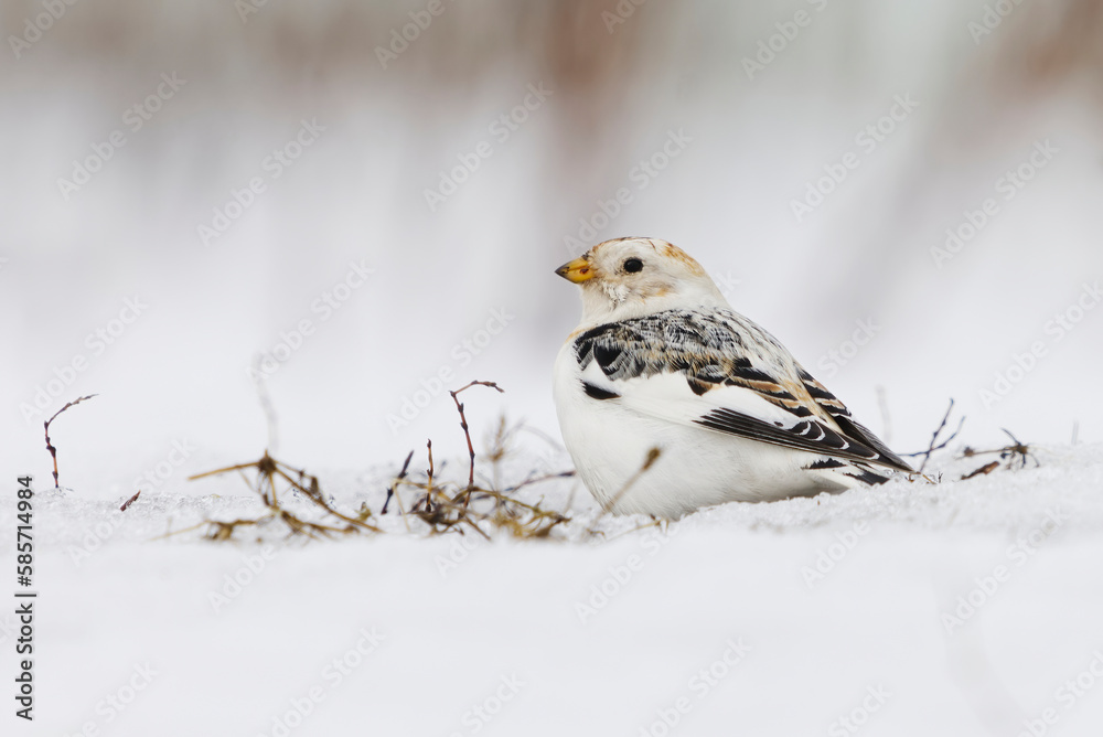 Snow bunting (Plectrophenax nivalis) sitting in the snow in early spring. Snow bunting (Plectrophenax nivalis) sitting in the snow in early spring.
