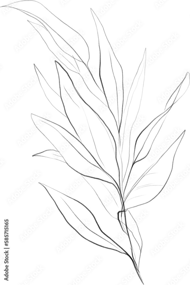 Botanical lineart olive branch, twig with leaves clipart