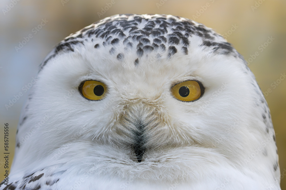 Obraz premium Close-up view of a Snowy Owl (Bubo scandiacus)