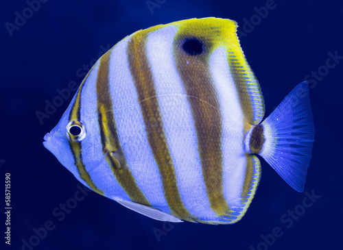 Close-up view of an Ocellate butterflyfish (Parachaetodon ocellatus)