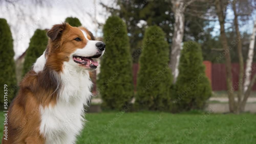 Beautiful white-brown border collie dog sitting on the green grass with his tongue out. Camera moves around him. Beautiful white-brown border collie dog sitting on the green grass with his tongue out. Camera moves around him.