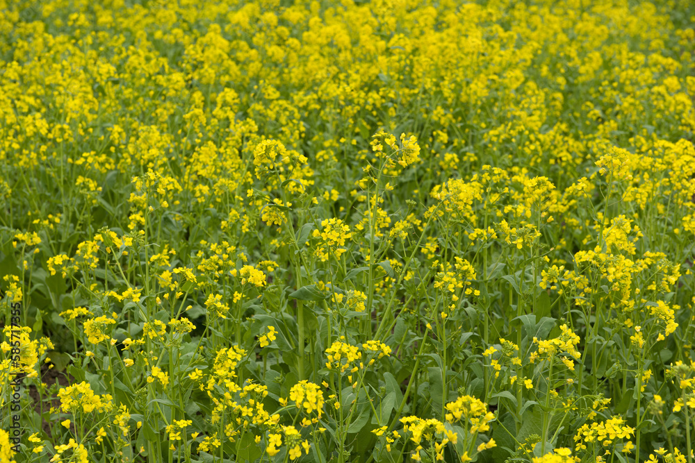 Yellow rapeseed flowers in field	
