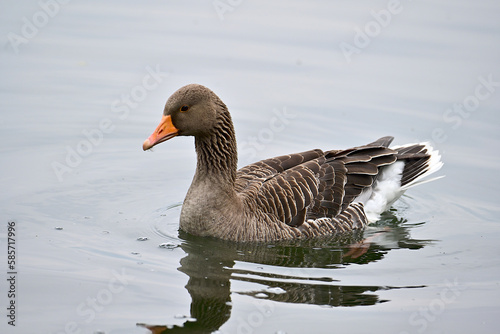 The greylag goose or graylag goose is a species of large goose in the waterfowl family Anatidae and the type species of the genus Anser. It has mottled and barred grey and white plumage and an orange  photo