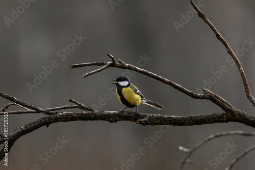 Great tit in a forest