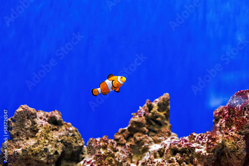 Underwater shot of fish Amphiprion ocellaris