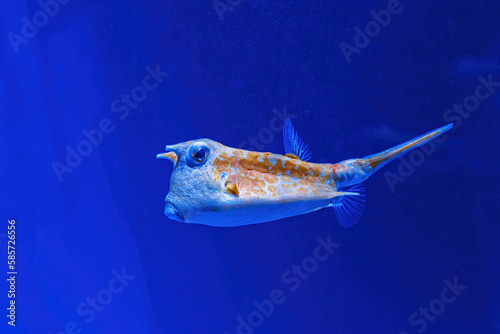Fototapeta Naklejka Na Ścianę i Meble -  Underwater shot of fish Lactoria cornuta