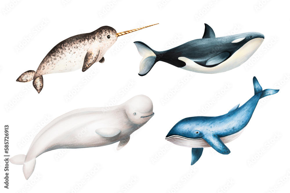 Fototapeta premium Watercolor narwhal with long tusk, blue whale, beluga and killer whale isolated on white background. Hand painting realistic Arctic and Antarctic ocean mammals. For designers, decoration, postcards