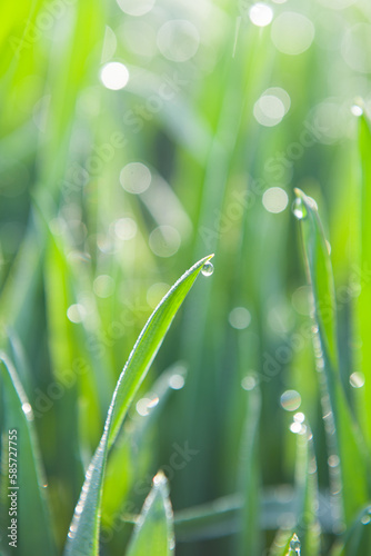 Fresh green grass with dew drops . Nature background. Abstract blurry background. 