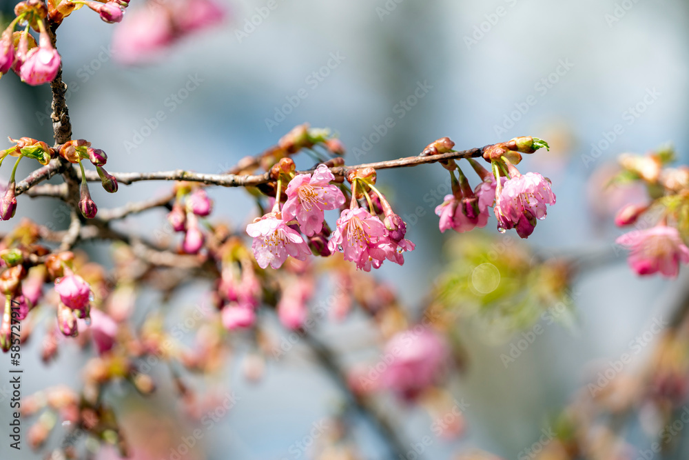 早咲きの河津桜