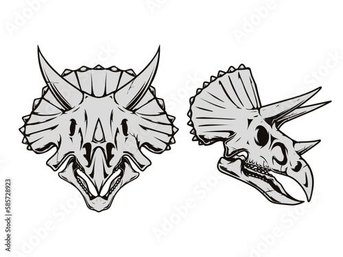 A drawing of a triceratops skull
