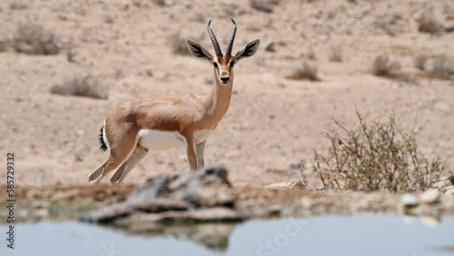 Dorcas gazelle (Gazella dorcas) walking near a spring in the desert