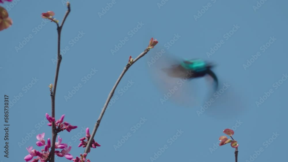 Male Palestine Sunbird (Cinnyris osea) Orange-tufted Sunbird on Judas-tree