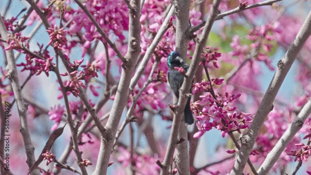 Male Palestine Sunbird (Cinnyris osea) Orange-tufted Sunbird on Judas-tree Male Palestine Sunbird (Cinnyris osea) Orange-tufted Sunbird on Judas-tree