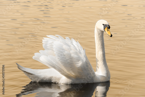 Fototapeta Naklejka Na Ścianę i Meble -  A majestic swan is swimming on lake, three colors