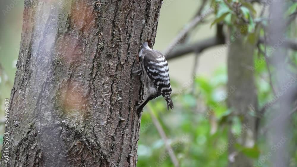 japanese pigmy woodpecker on a tree japanese pigmy woodpecker on a tree