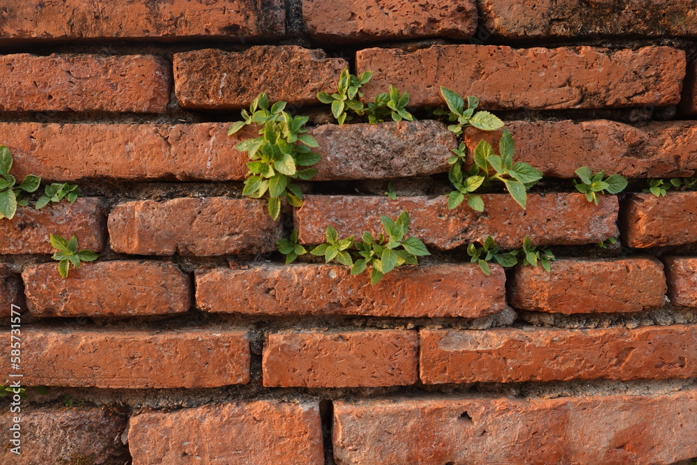 Old brick wall texture background with green leaves Old brick wall texture background with green leaves