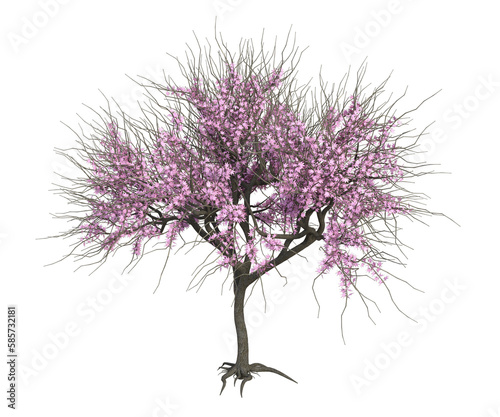 Albero con e senza foglie bianche, arancioni, verdi, gialle, rosse fondo trasparente e isolato