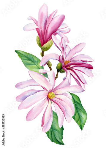 Bouquet of flowers magnolia, watercolor botanical illustration, flora design, isolated white background © Hanna