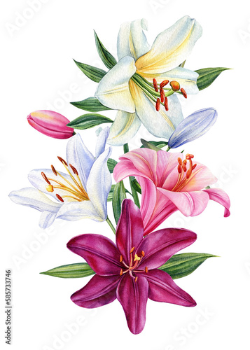 Bouquet of flowers lilies, watercolor botanical illustration, floral elements. lily flower on isolated white background