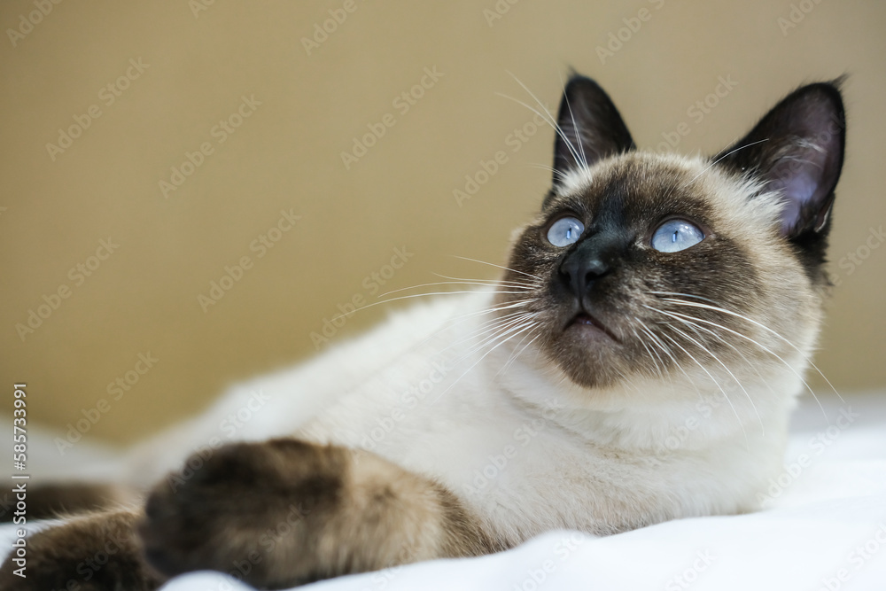 Adorable Siamese kitten with blue eyes lying on the bed. Concept of adorable little pets.