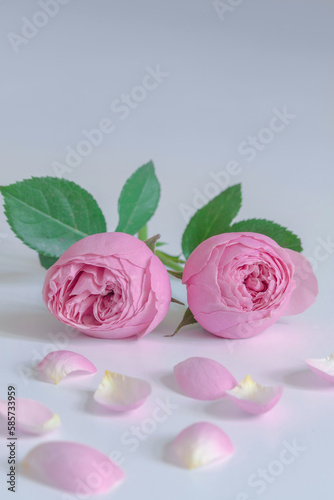 Greeting card. Two pink roses on a light background.
