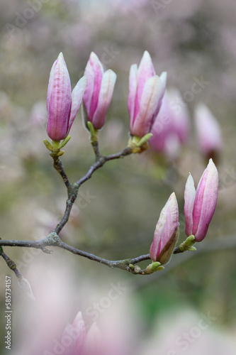Magnolien