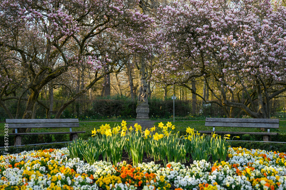 Obraz premium Magnolien