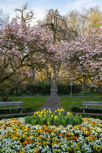Magnolien