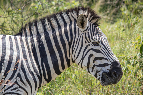 Zebra in her natural habitat in Imire Rhino and Wildlife Conservancy  Zimbabwe  Africa