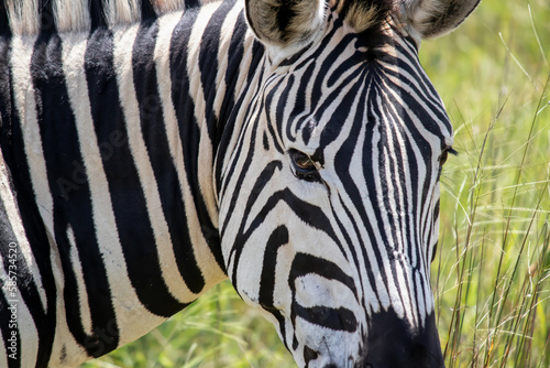 Zebra in her natural habitat in Imire Rhino and Wildlife Conservancy, Zimbabwe, Africa photo