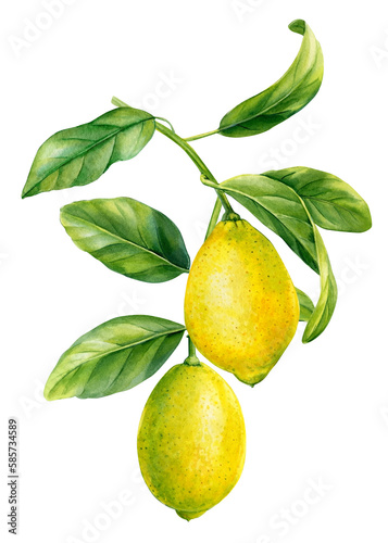 Lemon branch with leaves and ripe fruits. watercolor botanical painting hand drawing, isolated on white background