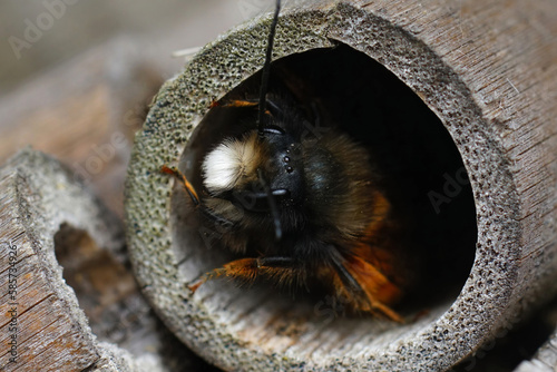 Closeup on a male European orchard mason solitary bee, Osmia cornuta peaking out of a nest