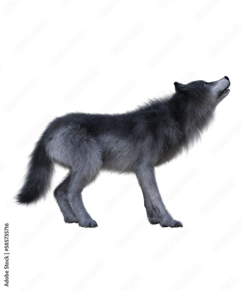 Photo &amp; Art Print Gray Wolf in PNG, Book cover design image,3d rendering, Joe Therasakdhi