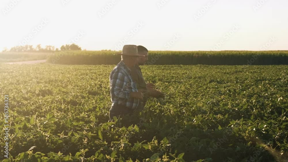 Two farmers in a field examining soy crop.