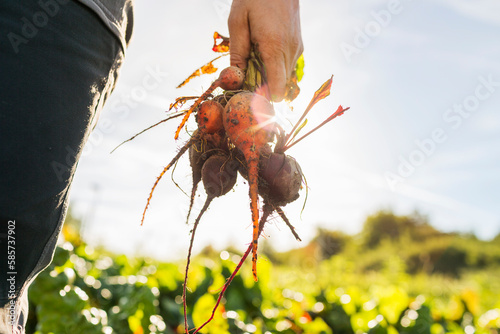 Close-up of woman holding beetroots photo