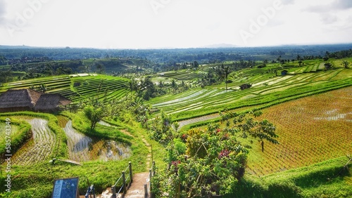 rice terraces in Jatiluwih  Bali