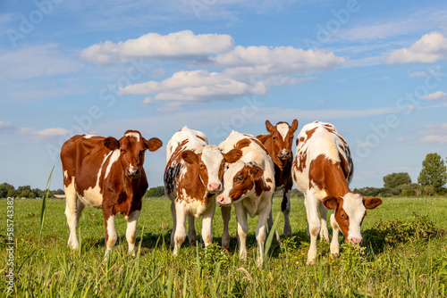 Group calf cows in a row, side by side, standing playful in a green meadow, together in a pasture under a blue sky
